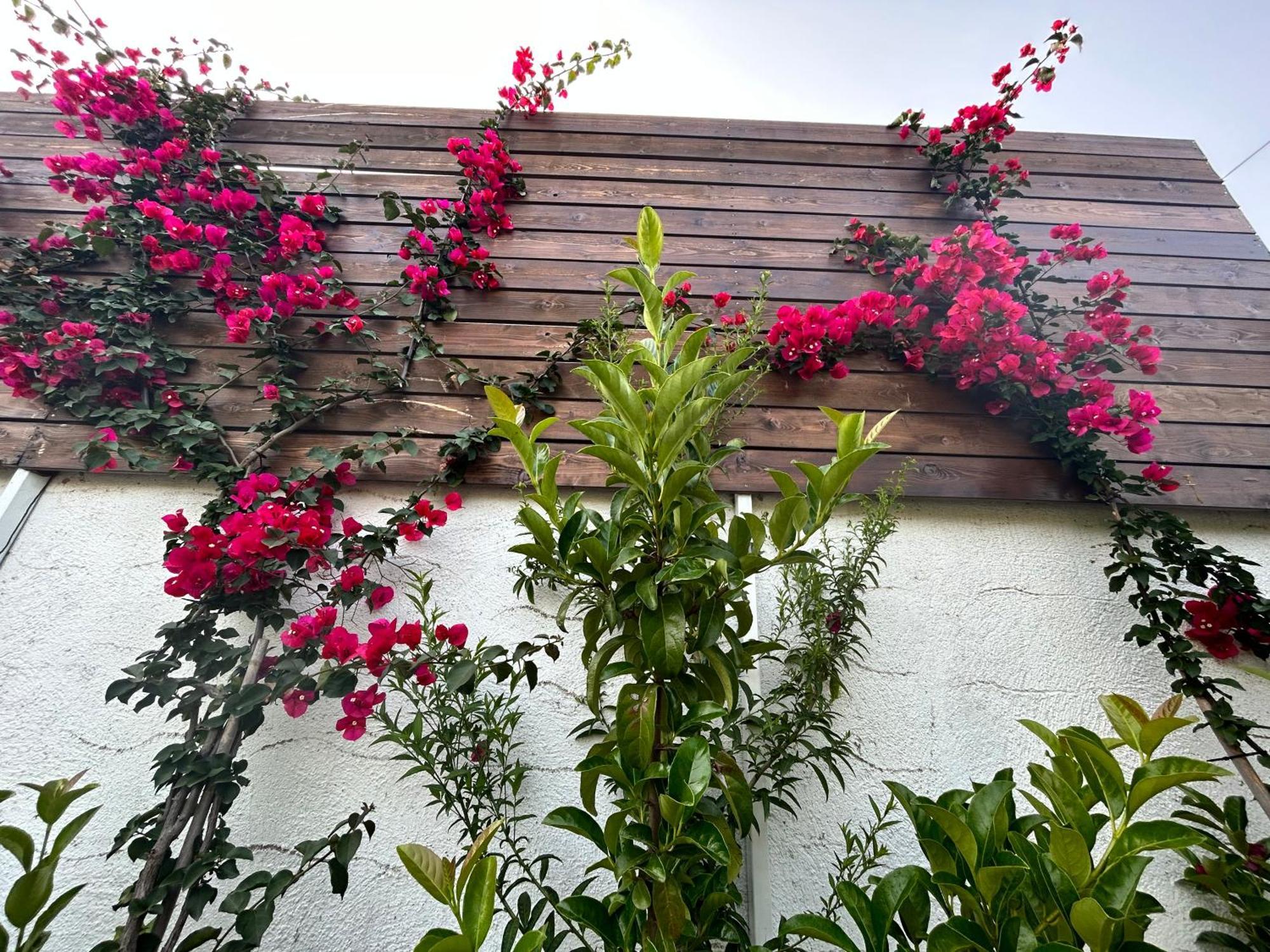 Aithonas Villa Archangelos  Rum bild